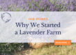 Why We Started a Lavender Farm, a blog by Monica Shallow of Methow Valley Lavender