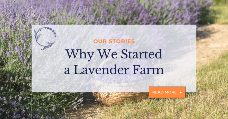 Why We Started a Lavender Farm, a blog by Monica Shallow of Methow Valley Lavender