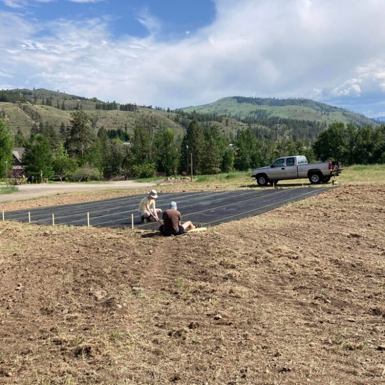 Planting a lavender farm in Methow Valley