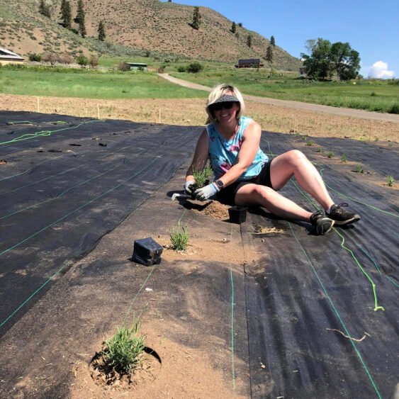 Planting a lavender farm in Methow Valley