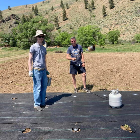 Planting a lavender farm in Methow Valley