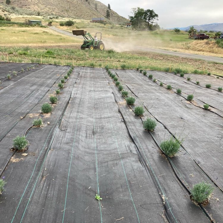 Planting a lavender farm in Methow Valley