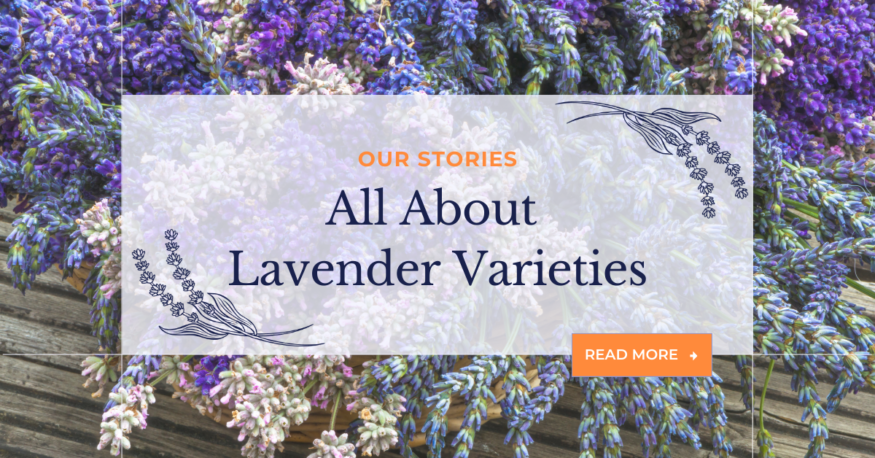All About Lavender Varieties, a blog by Monica Shallow of Methow Valley Lavender