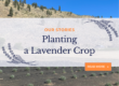 Planting a Lavender Crop, a blog by Monica Shallow of Methow Valley Lavender