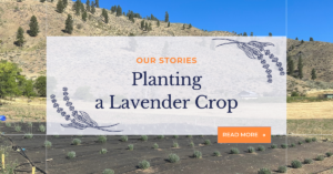 Planting a Lavender Crop, a blog by Monica Shallow of Methow Valley Lavender