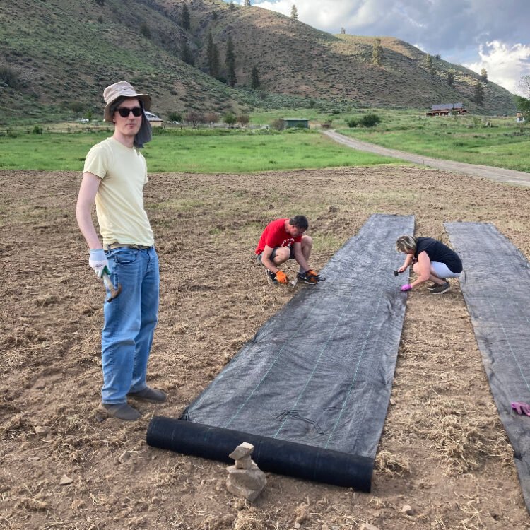 Laying ground cover to plant lavender.