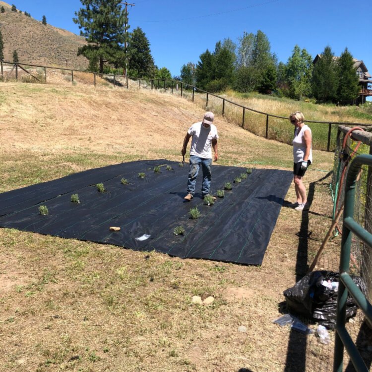 Laying ground cover to plant lavender.
