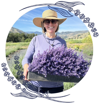 Monica Shallow, Founder of Methow Valley Lavender, harvests beautiful, fragrant, culinary lavender from her farm. Monica Shallow, Founder of Methow Valley Lavender, harvests beautiful, fragrant, culinary lavender from her farm.