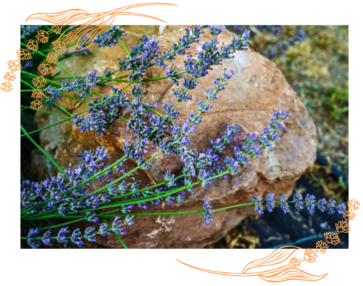 Methow Valley Lavender in Carlton, WA, Family Lavender Farm