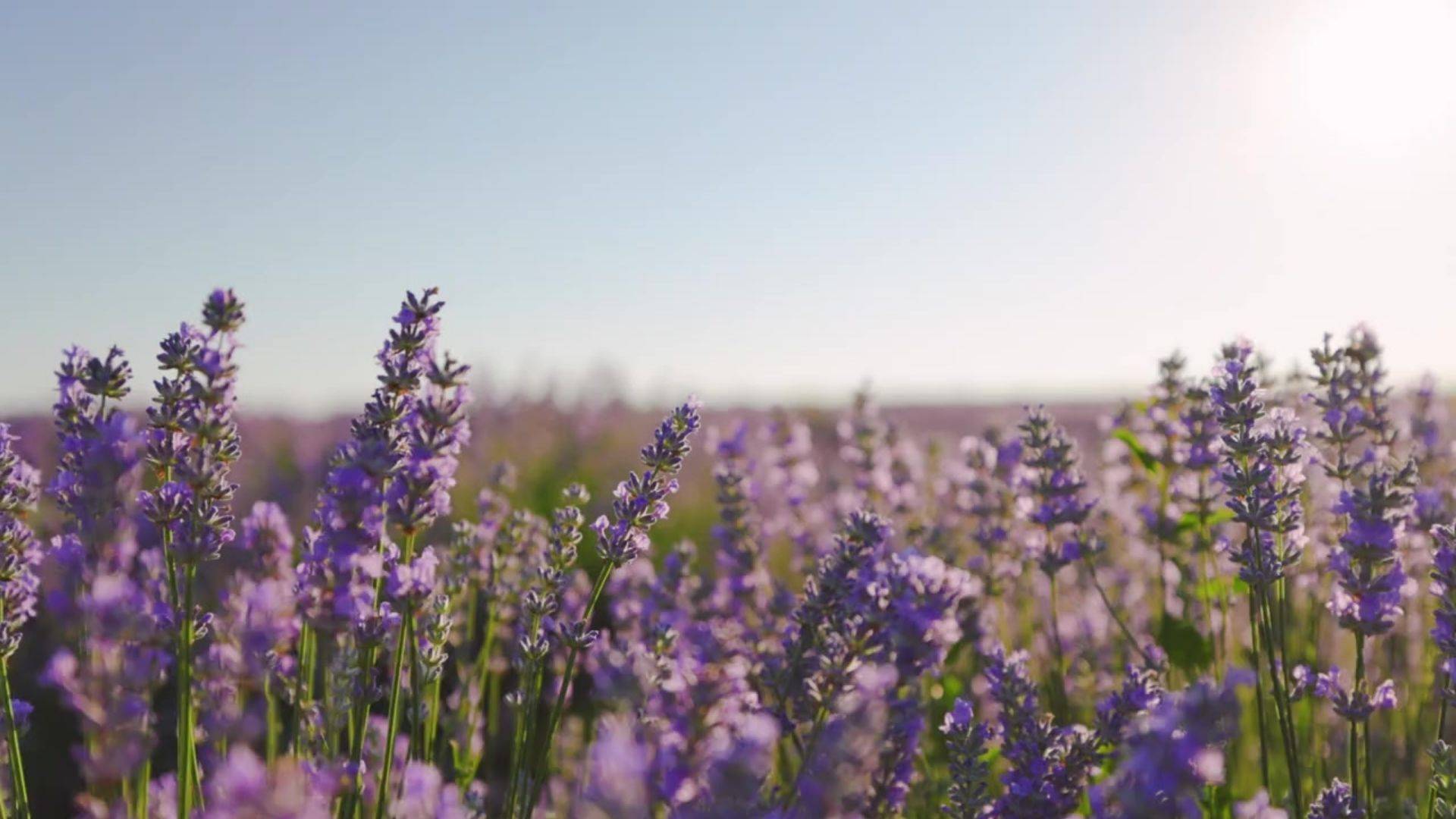 Methow Valley Lavender in Carlton, Washington • Mark & Monica Shallow • Lavender Farm & Shop